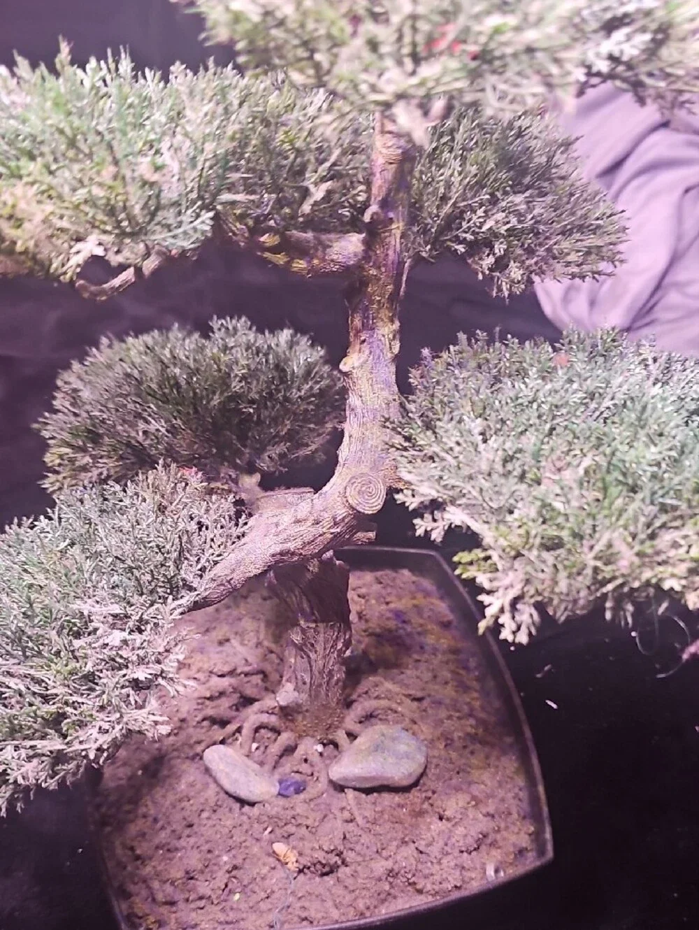 Bonsai Accent Tree in Green - Unbranded